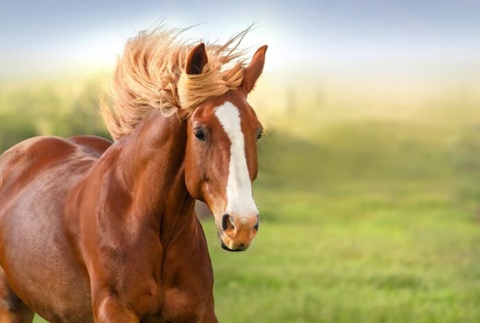 Calendário esportivo exige atenção na alimentação dos cavalos atletas