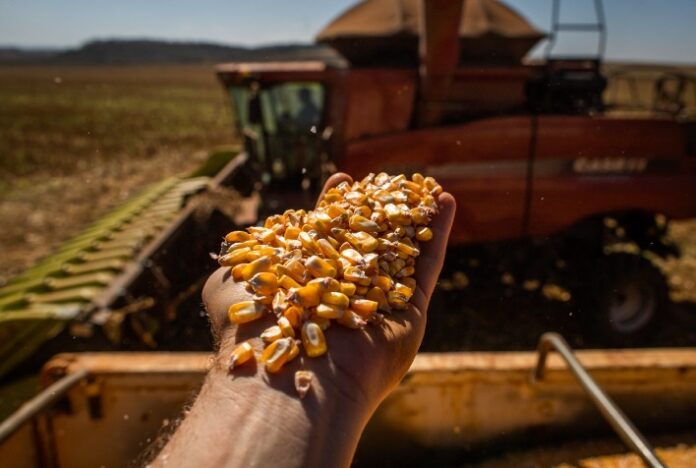 Milho ultrapassa soja e é o produto mais exportado do agro goiano no mês de janeiro