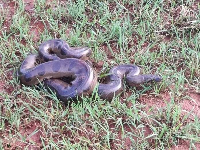 PMA de Mundo Novo captura e faz soltura de sucuri de quatro metros encontrada próxima de residência em chácara urbana