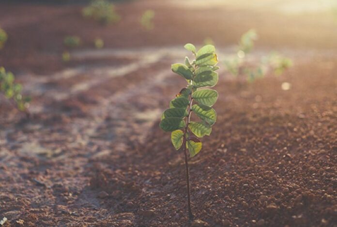 Pesquisadores trabalham em tecnologia capaz de recuperar rapidamente solos degradados e otimizar a captura de CO2 pela agricultura