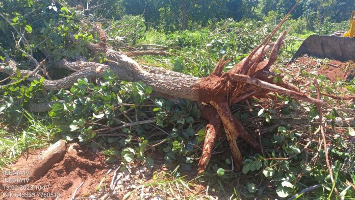 Polícia Militar Ambiental de Aquidauana autua assentado por derrubada de árvores para a exploração da madeira ilegalmente