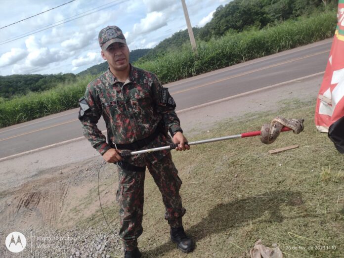 Polícia Militar Ambiental de Corumbá é chamada para capturar duas jiboias em menos de duas horas na cidade.