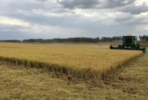 Apesar da estiagem, colheita do arroz avança no RS