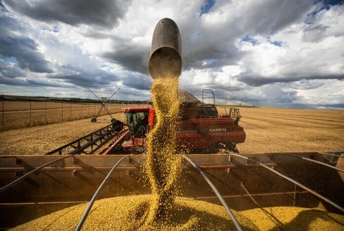 Brasil garantirá até 50% da importação argentina de soja após seca, dizem analistas