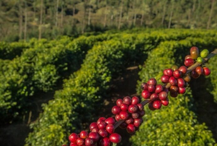 Café atinge recorde em exportações