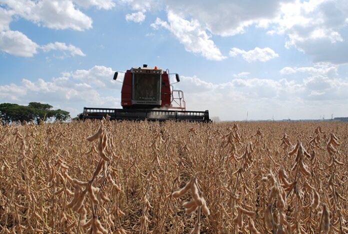 Colheita de soja atinge 77% da área do Paraná; com atraso no milho, trigo ganha área