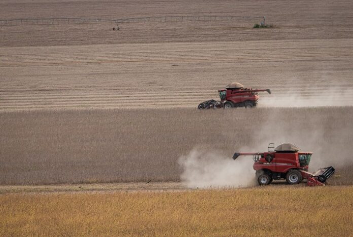 Colheita de soja vai a 43% no Brasil, projeta AgRural