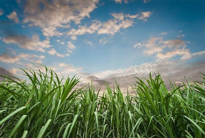 Cultivo de cana do Brasil retira 9,8 mi t/ano de CO2 da atmosfera, aponta estudo