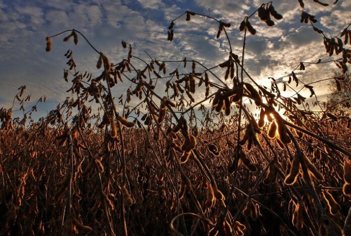 DATAGRO Grãos reduz projeção da safra 2022/23 de soja da América do Sul para 193,52 mi de t