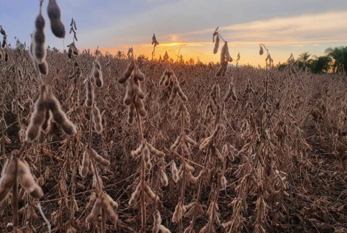 DATAGRO corta projeção da safra 2022/23 de soja do Brasil para 150,81 mi de t