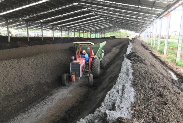 Fertilizante orgânico aumenta produtividade e crescimento da nogueira macadâmia