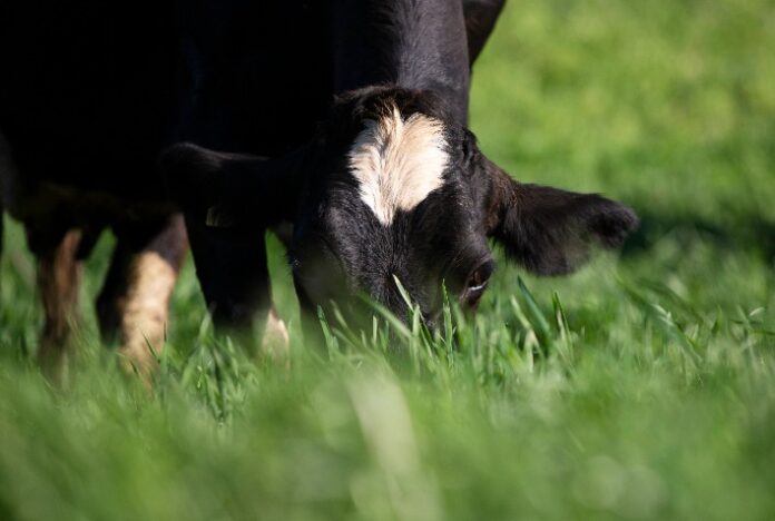 Forragens de trigo para alimentação animal trazem mais lucratividade na propriedade pecuária