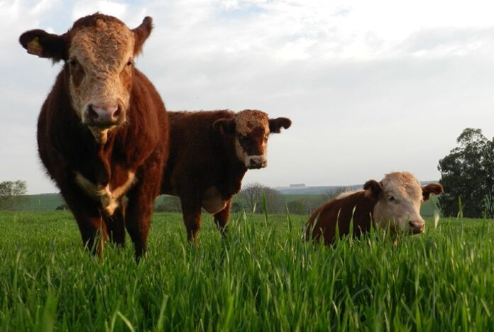 IB esclarece dúvidas sobre o mal da vaca louca