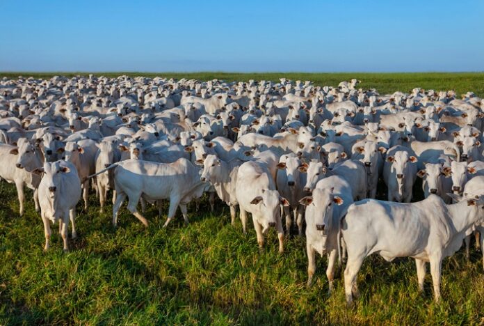 MT se mantém na liderança com o maior rebanho bovino do país