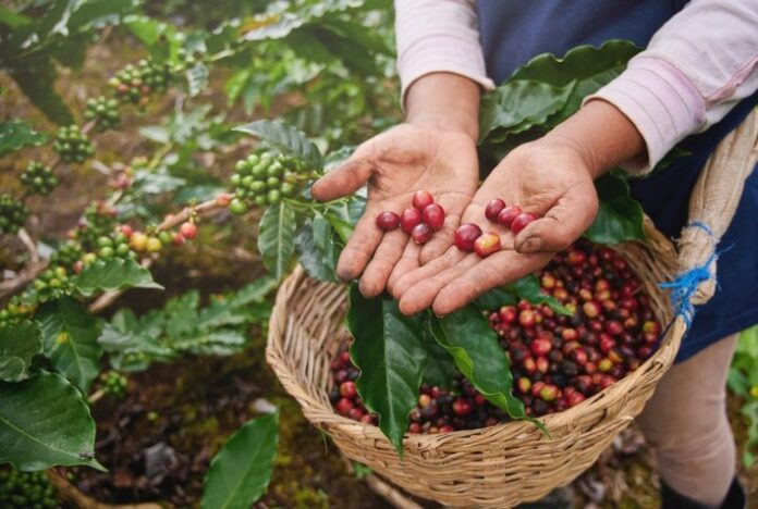 Motores elétricos facilitam a produção e cultivo do café