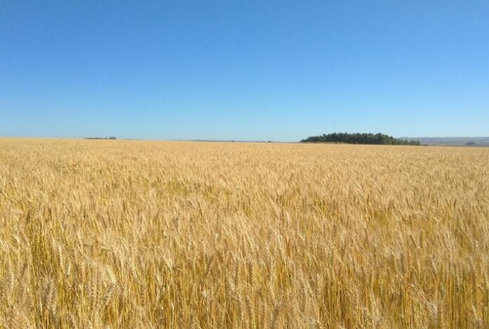 Opção de diversificação, trigo safrinha começa a ser plantado no Cerrado do Brasil Central