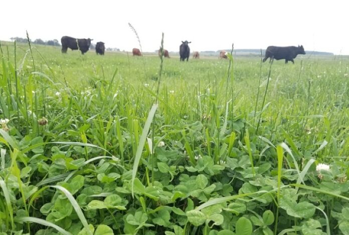 Opções de forrageiras para alimentação animal são apresentadas na Expoagro Afubra