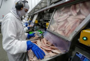 PISCICULTURA: Paraná lidera produção e exportação nacional de carne de peixe