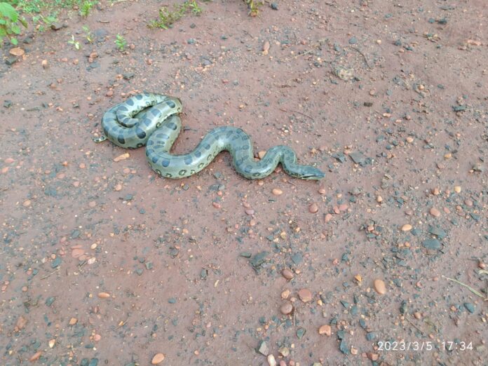 PMA de Aparecida do Taboado captura e faz soltura de sucuri de quase três metros encontrada em residência, a quinta capturada no Estado este ano