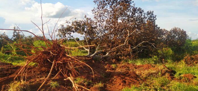 PMA de Batayporã autua sete infratores em R$ 86 mil por derrubada de árvores ilegalmente para exploração de madeira em área 86 hectares área pastagem