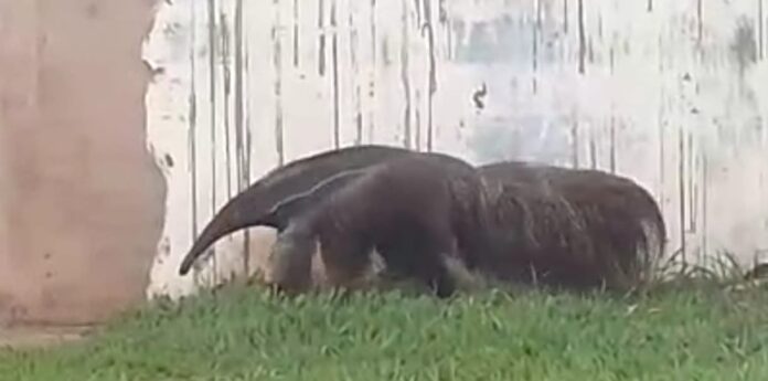 PMA de Campo Grande captura mais tamanduá, rolinha, jandaia e serpente coral ontem depois de já ter capturado oito bichos em sete horas