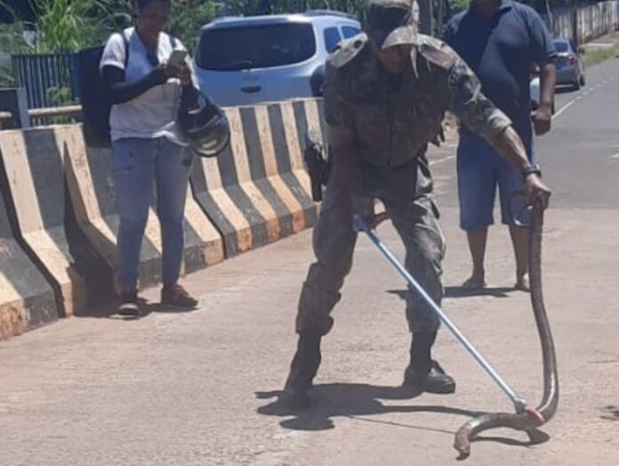 PMA de Cassilândia captura e faz soltura de sucuri de dois metros encontrada em ponte sobre córrego no centro da cidade, com riscos de ser atropelada