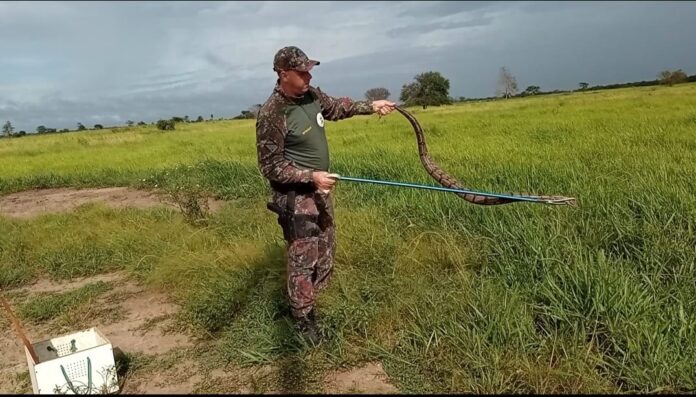 PMA de Porto Murtinho captura jiboia de dois em frente a uma academia ao ar livre frequentada por várias pessoas em na cidade e a solta em seu habitat