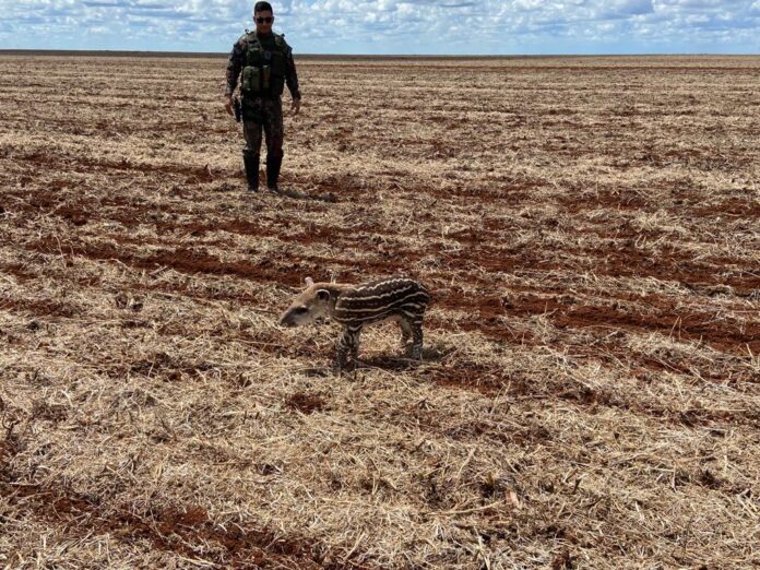 PMA de São Gabriel do Oeste captura filhote de anta em meio a área de fazenda onde estava sendo escutado plantio de lavoura