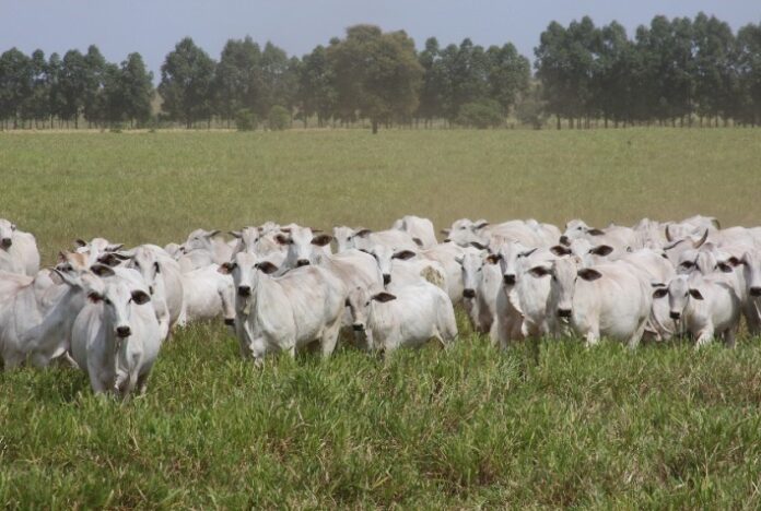 Pecuária: Mato Grosso pode superar GO e MS juntos em Valor Bruto da Produção