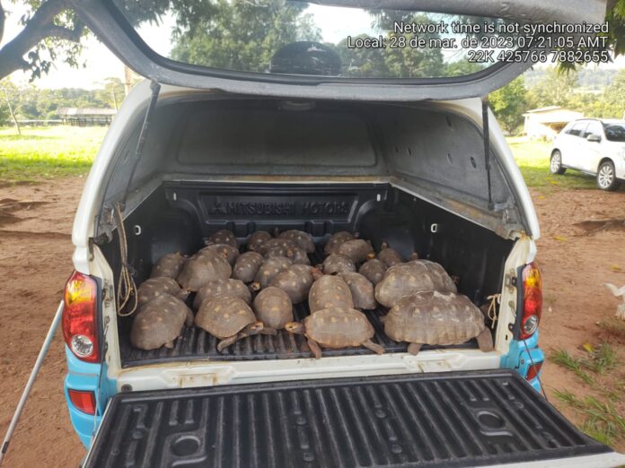 Polícia Militar Ambiental de Cassilândia recolhe 27 jabutis em fazenda devolvidos espontaneamente depois de criados por anos ilegalmente