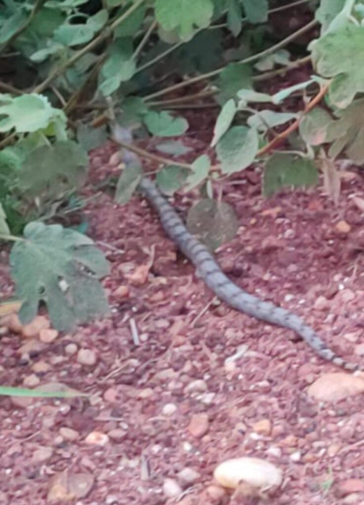 Polícia Militar Ambiental de Jardim captura jiboia em frente a uma residência e a solta em seu habitat