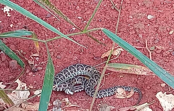 Polícia Militar Ambiental de Jardim captura serpente peçonhenta da espécie urutu-cruzeiro em residência