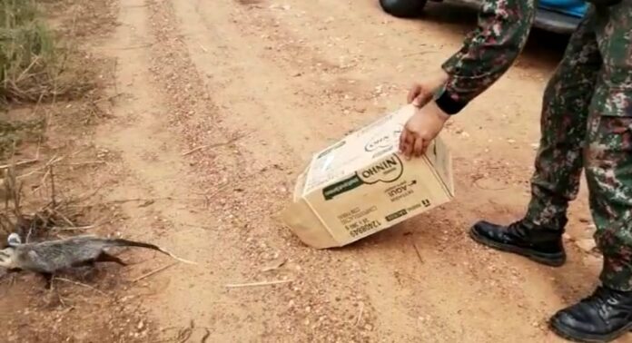 Polícia Militar Ambiental de Miranda captura gambá dormindo dentro de cesto de roupas em lavandaria de residência no centro da cidade e o reintroduz na natureza