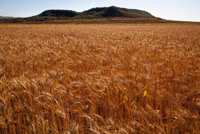 Potencial do trigo em MT será debatido na Parecis SuperAgro