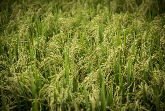 Produtividade do arroz cresceu 23% em uma década