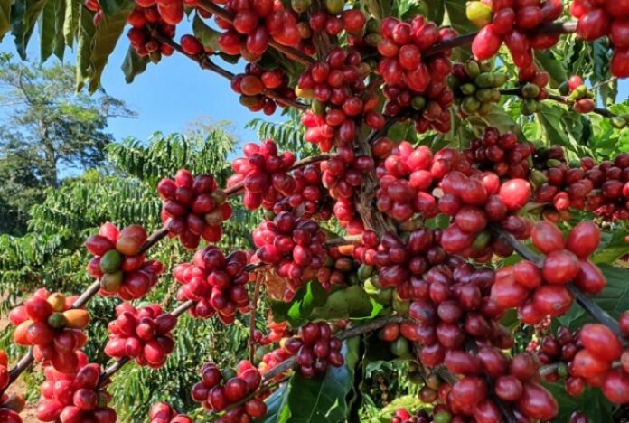 Safras eleva previsão para café do Brasil 22/23 e vê lentas vendas do novo ciclo