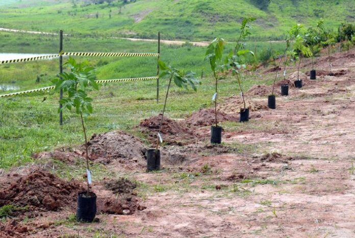 Tecnologia de reflorestamento em alta escala para áreas tropicais começa a ser operada no Brasil