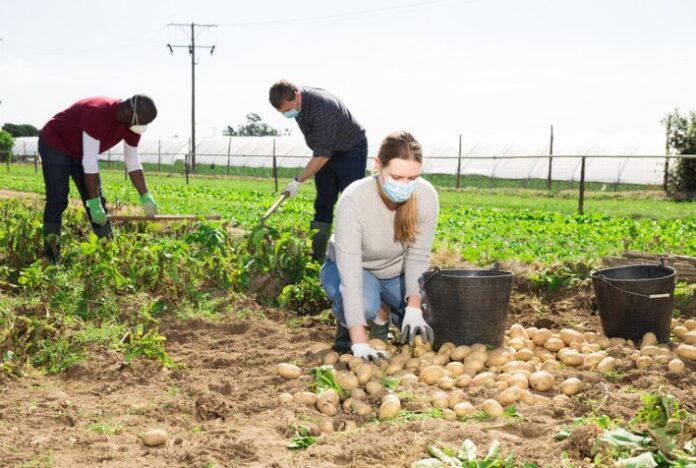 AGRICULTURA FAMILIAR: Conselho Monetário eleva limites de financiamento em linha do Pronaf