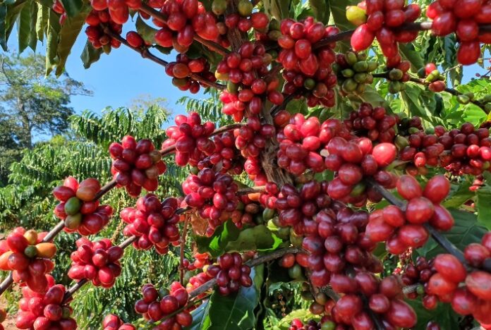 Café segue como o produto com maior número de Indicações Geográficas no Brasil