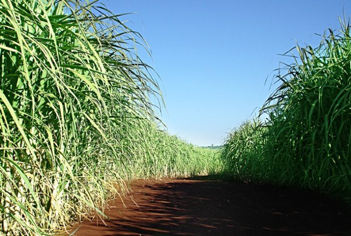 Cultivo de cana do Brasil retira 9,8 mi t de CO2 da atmosfera por ano, aponta estudo