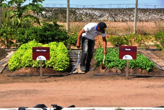 Dia de campo sobre Roça Sustentável comemora 50 anos da Embrapa