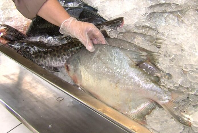 Emater-MG orienta sobre os cuidados ao adquirir peixes para a Semana Santa