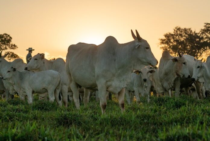 Embargos impactam negativamente no preço do gado em Mato Grosso, aponta IMEA