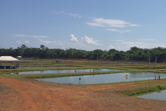 Embrapa promove leilão presencial em Palmas