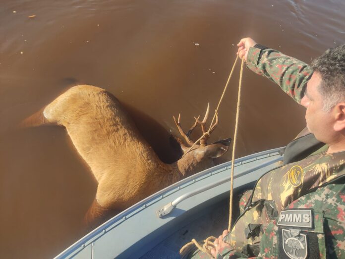 Equipe da PMA do Grupamento do Parque das Várzeas do Ivinhema vive alegria de se deparar com onça-pintada e tristeza de encontrar cervo-do-pantanal morto boiando no rio Ivinhema