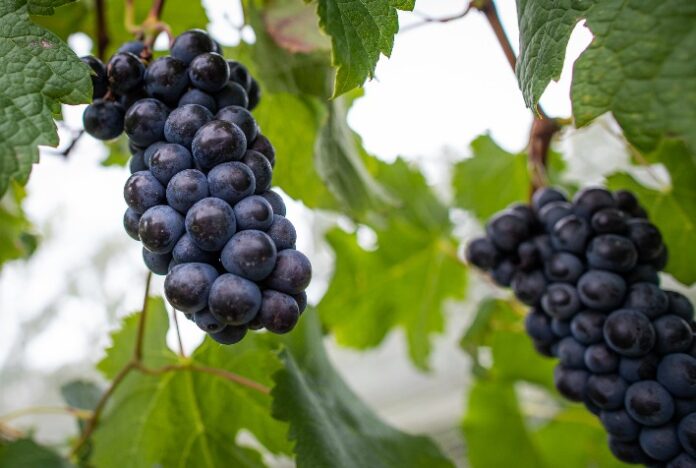 Fórum discutirá as demandas da vitivinicultura na Campanha Gaúcha