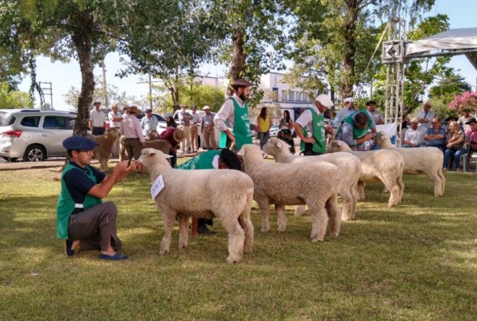 Genética qualificada de criatórios brasileiros desfilará na pista da Fenovinos