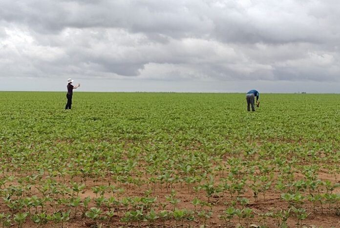 Imagens harmonizadas de satélites de última geração mapeiam área de soja no Cerrado Brasileiro