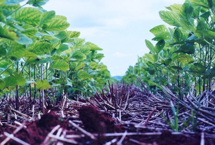 Integração lavoura-pecuária acumula mais carbono no solo que sucessão de culturas de grãos