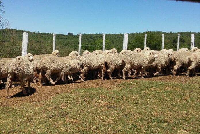 Lã gaúcha certificada é aprovada por compradores uruguaios